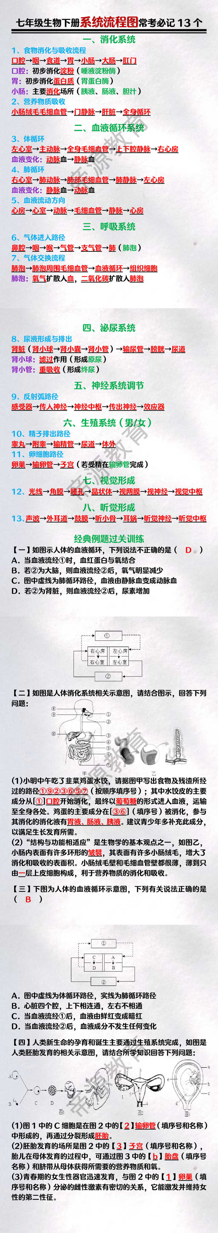 七年级生物下册系统流程图常考必记13个