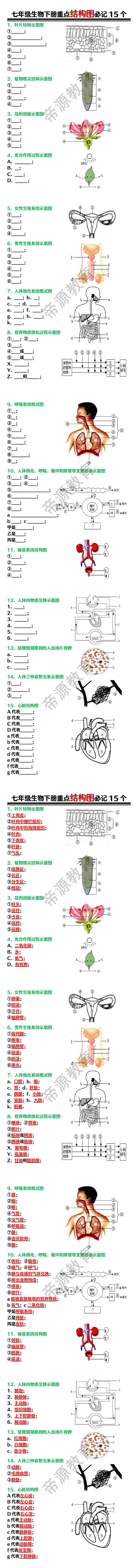 七年级生物下册重点结构图必记15个