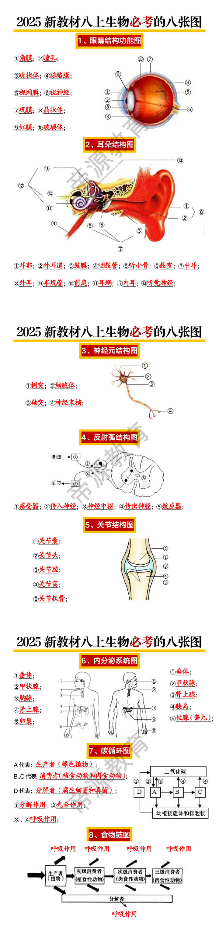 2025新教材八上生物必考的八张图