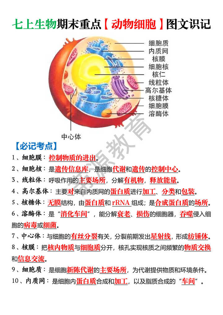 七上生物期末重点【动物细胞】图文识记 七上生物期末重点【动物细胞】图文识记