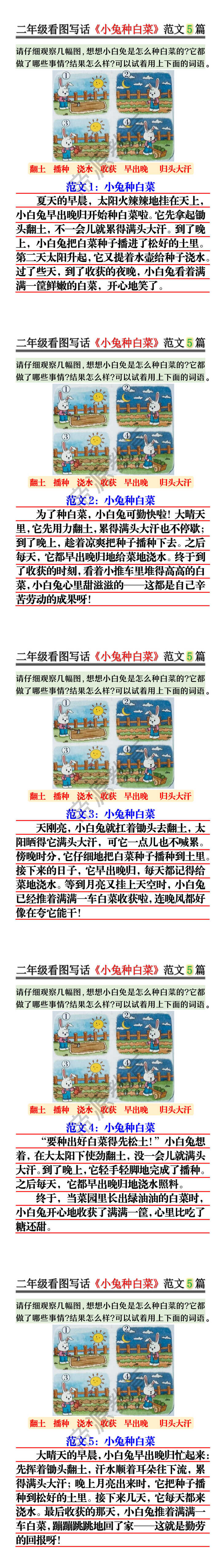 二年级看图写话《小兔种白菜》范文5篇