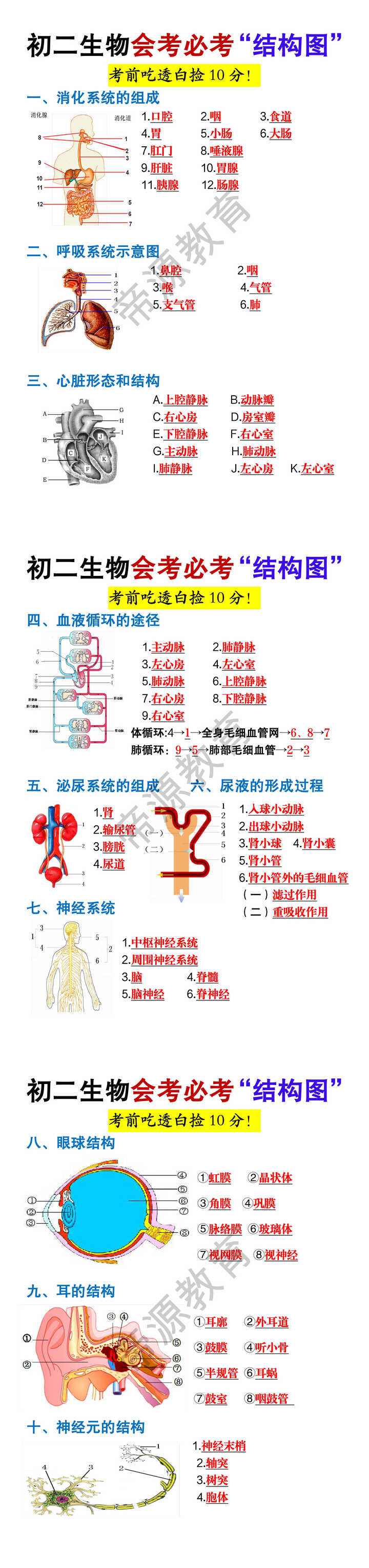 初二生物会考必考10大“结构图”