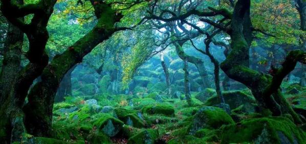 祖先的摇篮课堂笔记