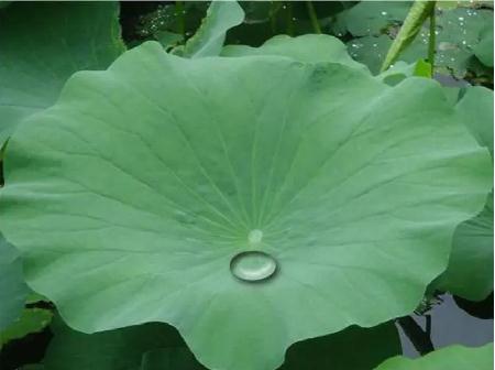 荷叶圆圆课堂笔记