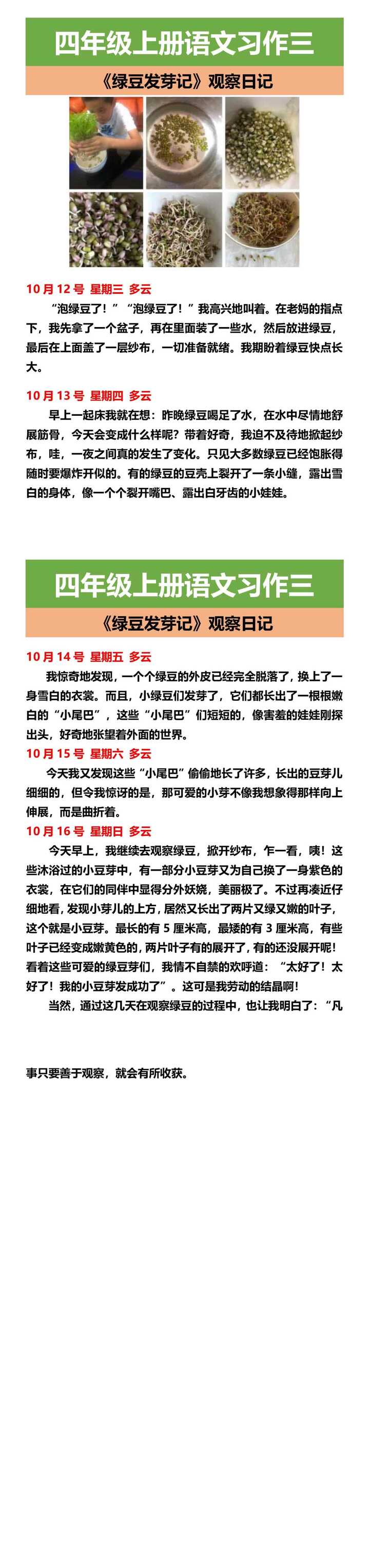 四年级上册语文习作三 《绿豆发芽记》观察日记