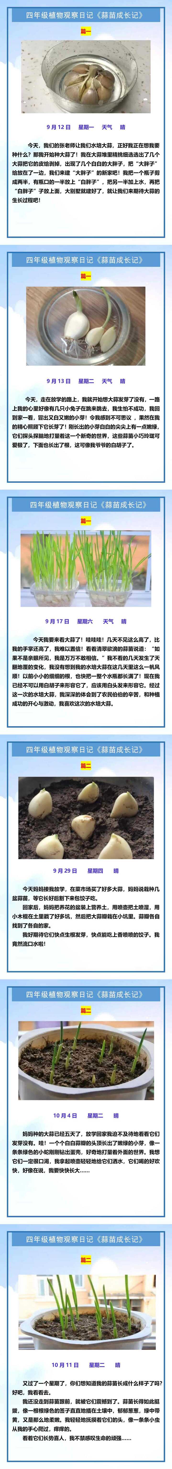 四年级植物观察日记《蒜苗成长记》