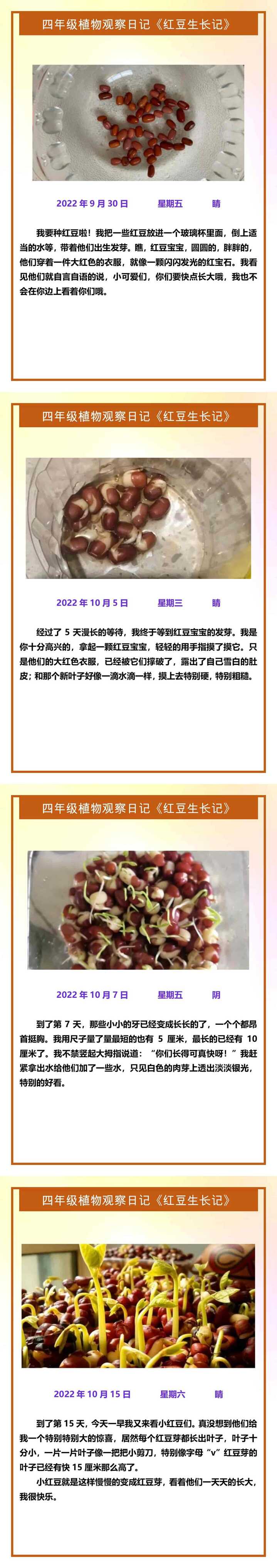 四年级植物观察日记《红豆生长记》