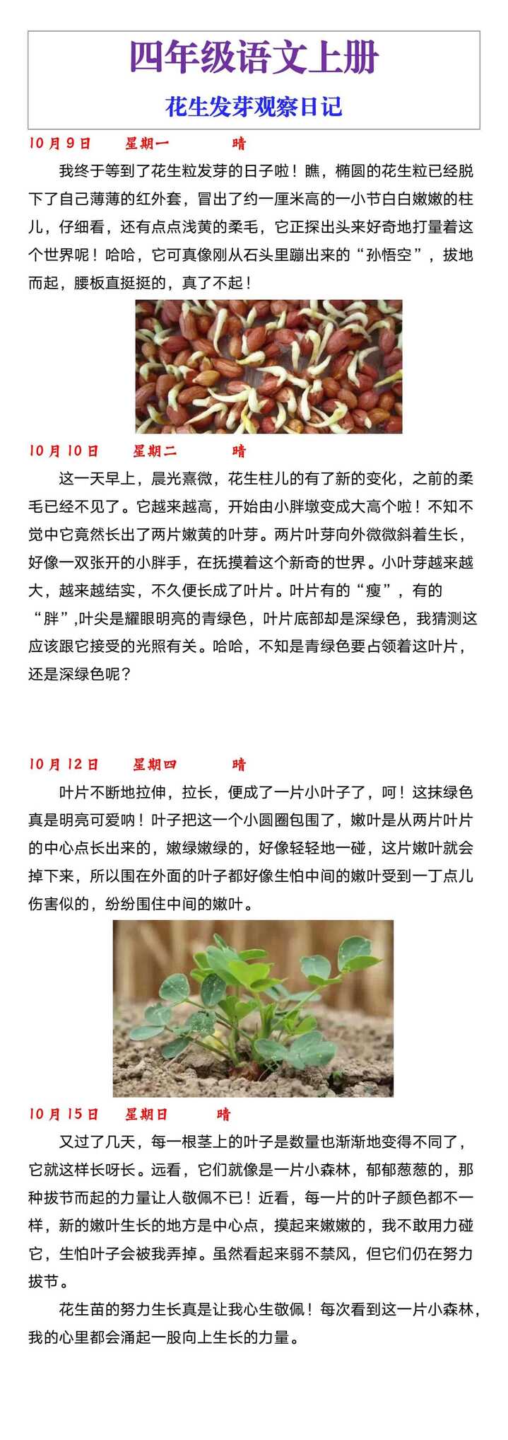 四年级语文上册花生发芽观察日记