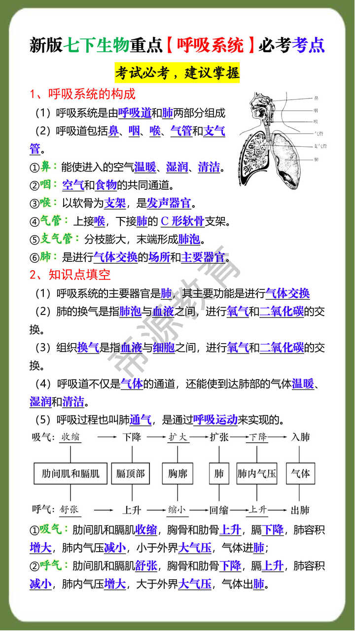 新版七下生物重点【呼吸系统】必考考点