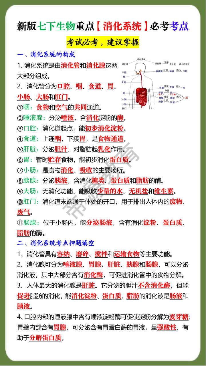 新版七下生物重点【消化系统】必考考点
