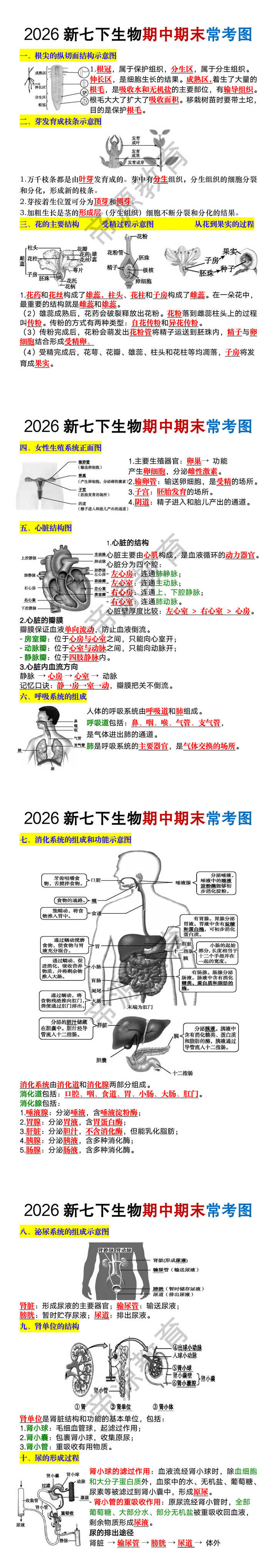 2026新七年级下册生物期中期末常考图10张