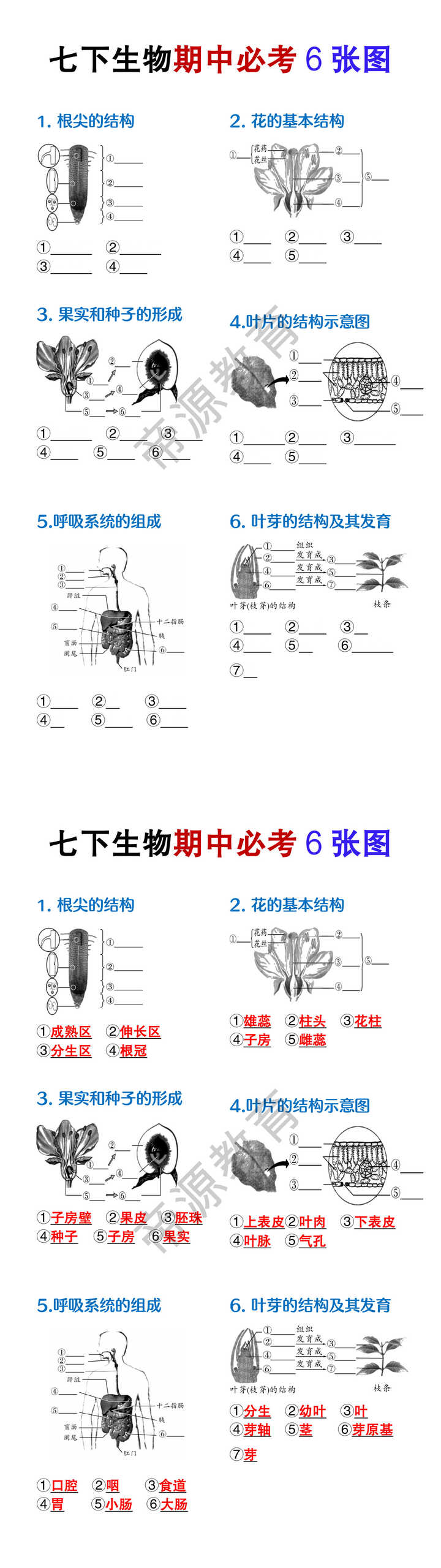 七年级下册生物期中必考6张图