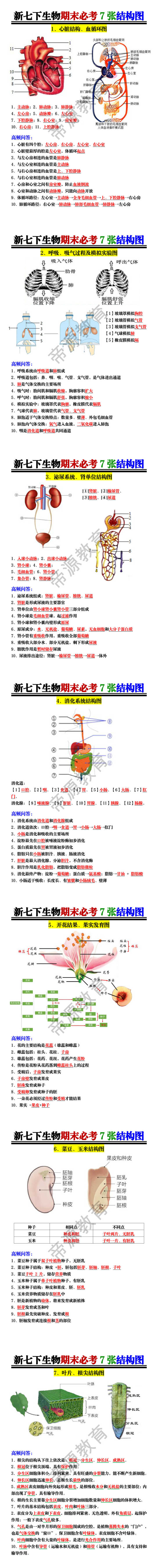 新七下生物期末必考7张结构图