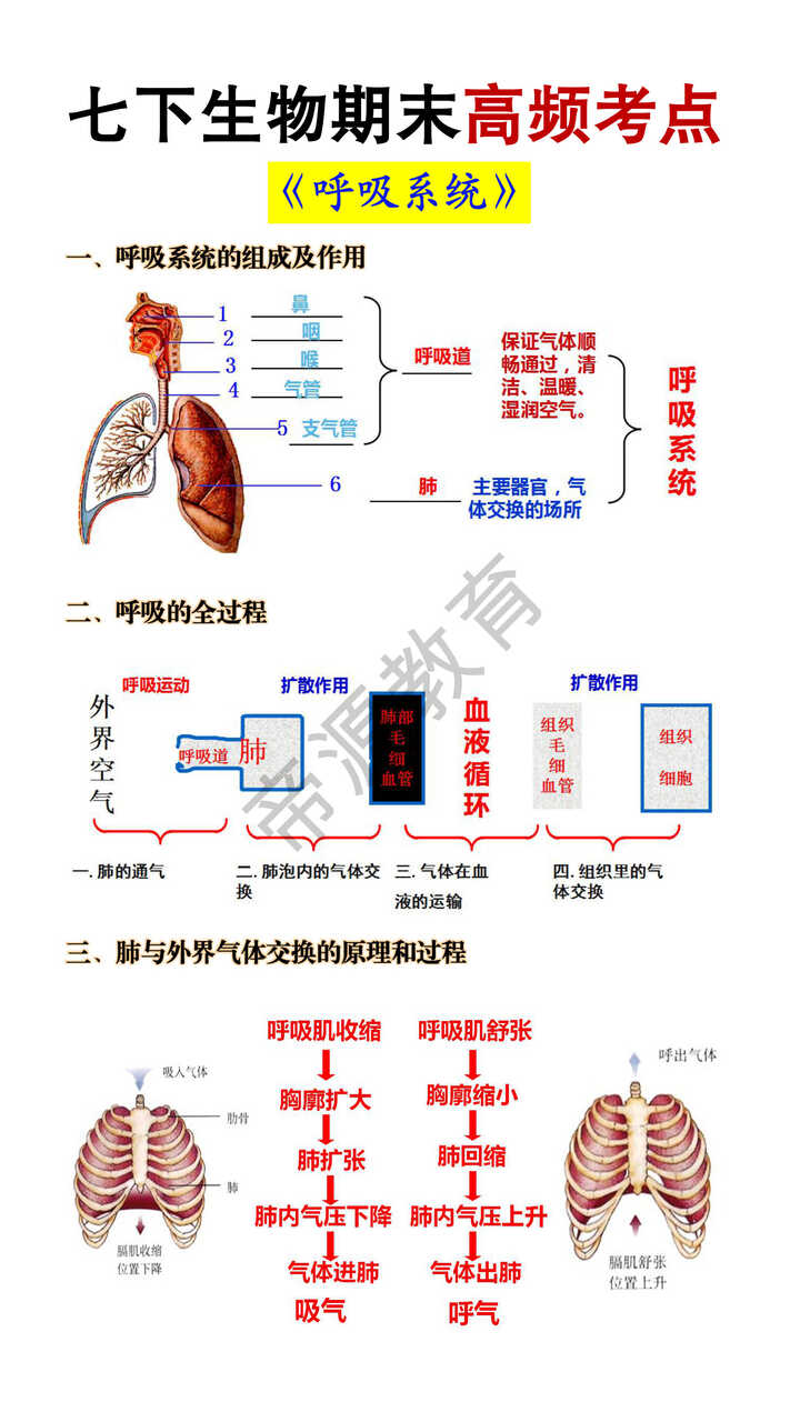 七年级下册生物《呼吸系统》期末高频考点