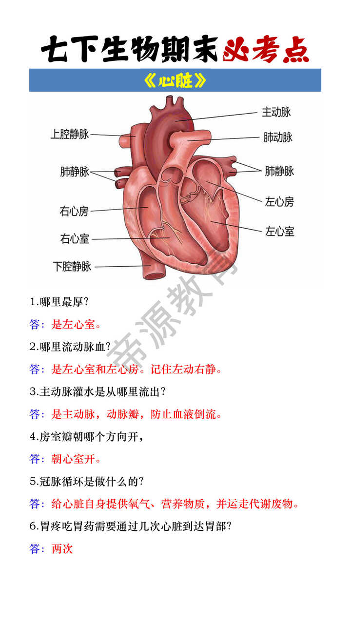 七年级下册生物期末《心脏》必考点