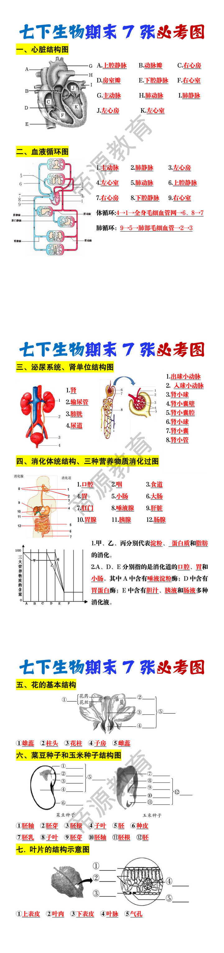 七年级下册生物期末7张必考图