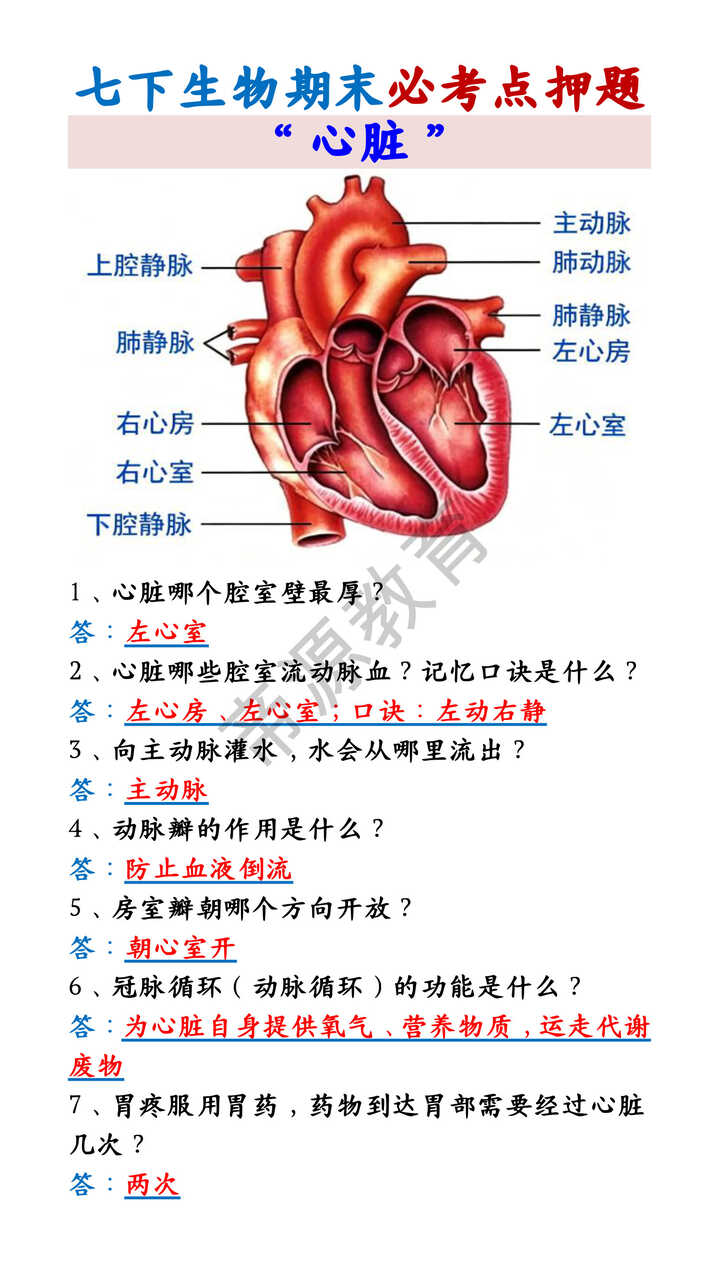 七下生物期末必考点“心脏”知识点押题
