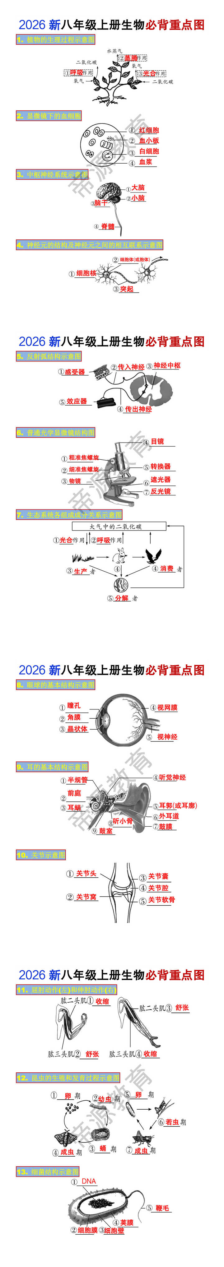 2026新八年级上册生物必背重点图